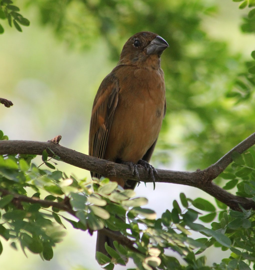 Female Ultramarine grosbeak