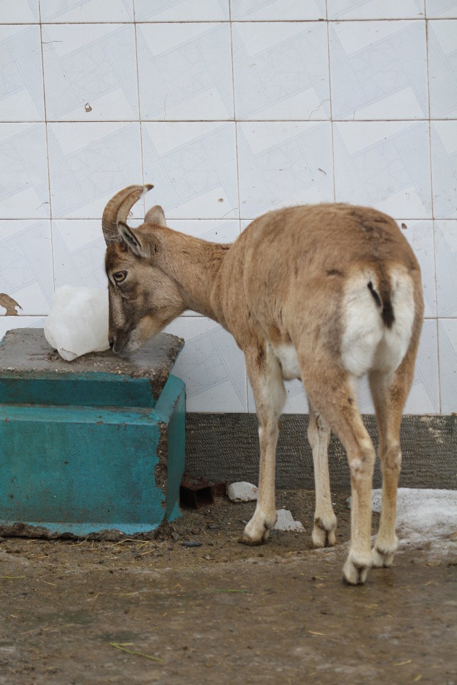 female urial sheeps( Mashhad Zoo)