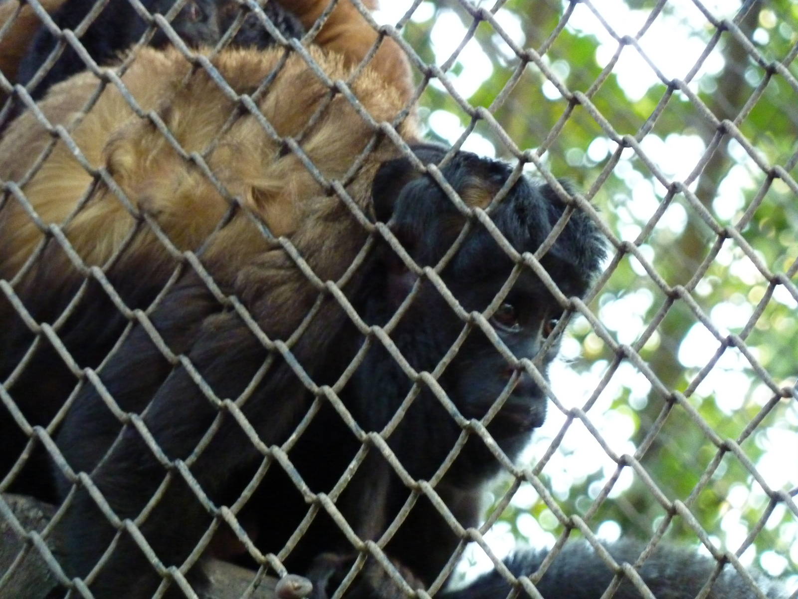 Female Uta Hick's bearded saki