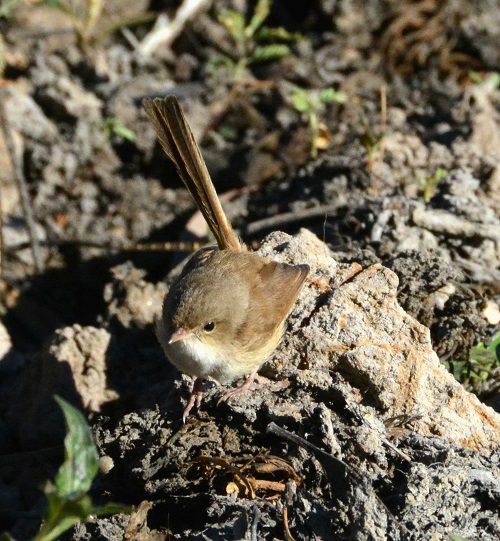 Female Variegated  fairy-wren
