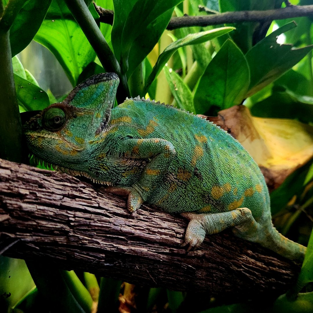 Female Veiled Chameleon (Chamaeleo calyptratus)