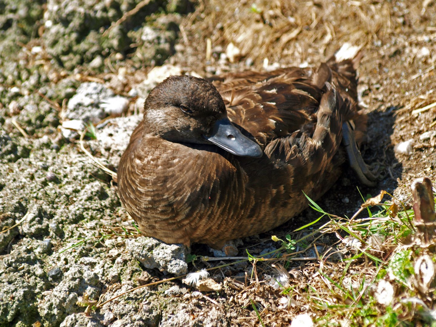 Female Velvet Scoter?
