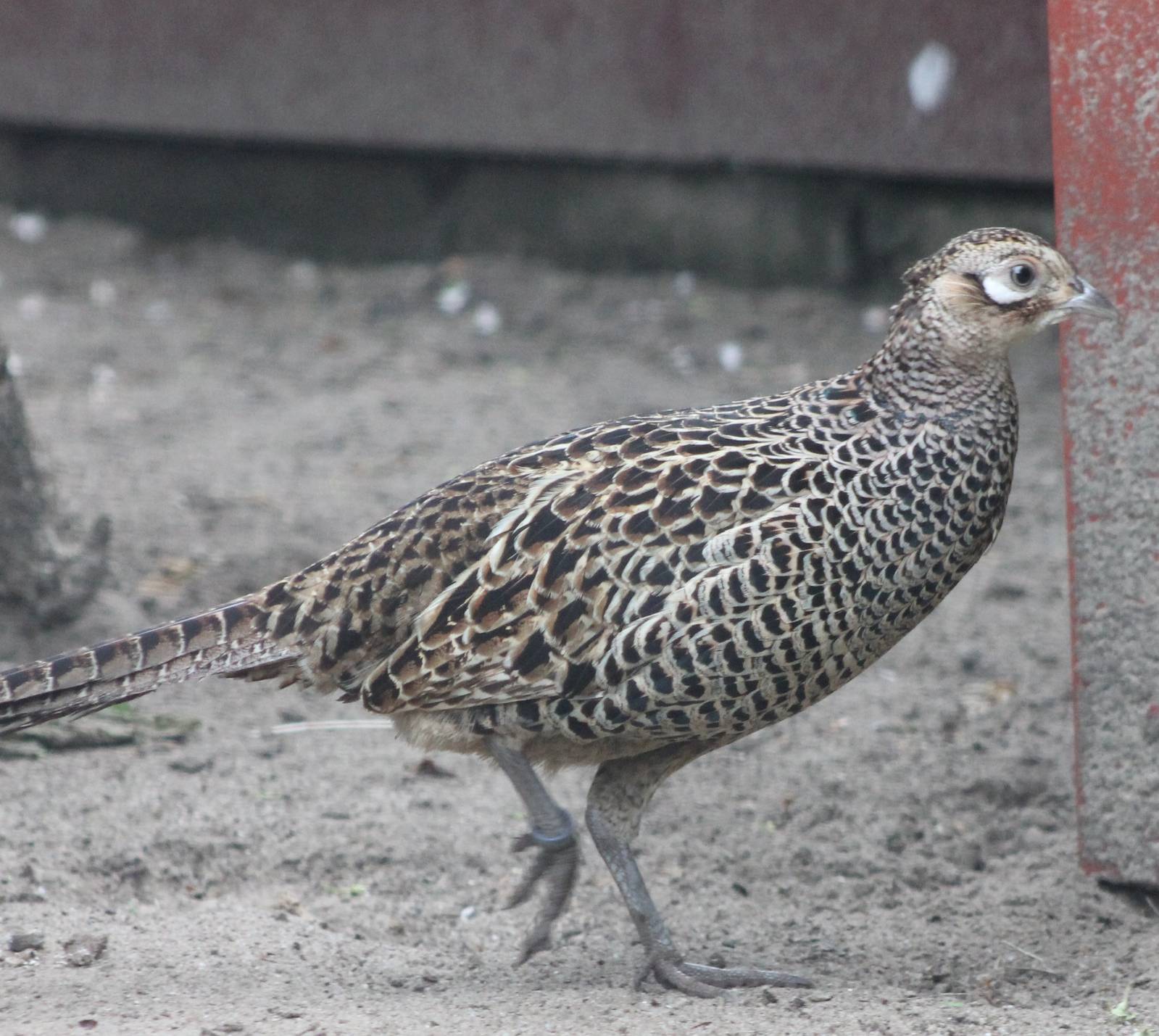 female Versicolor pheasant