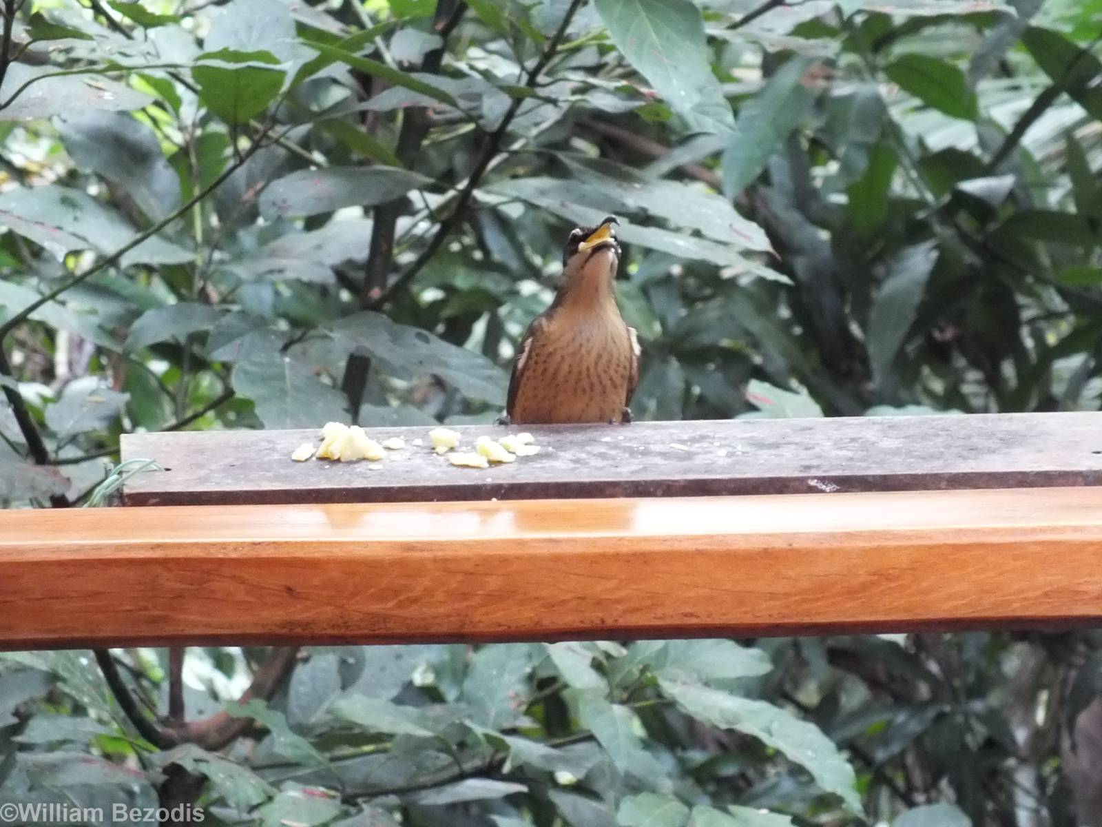 Female Victoria's Riflebird