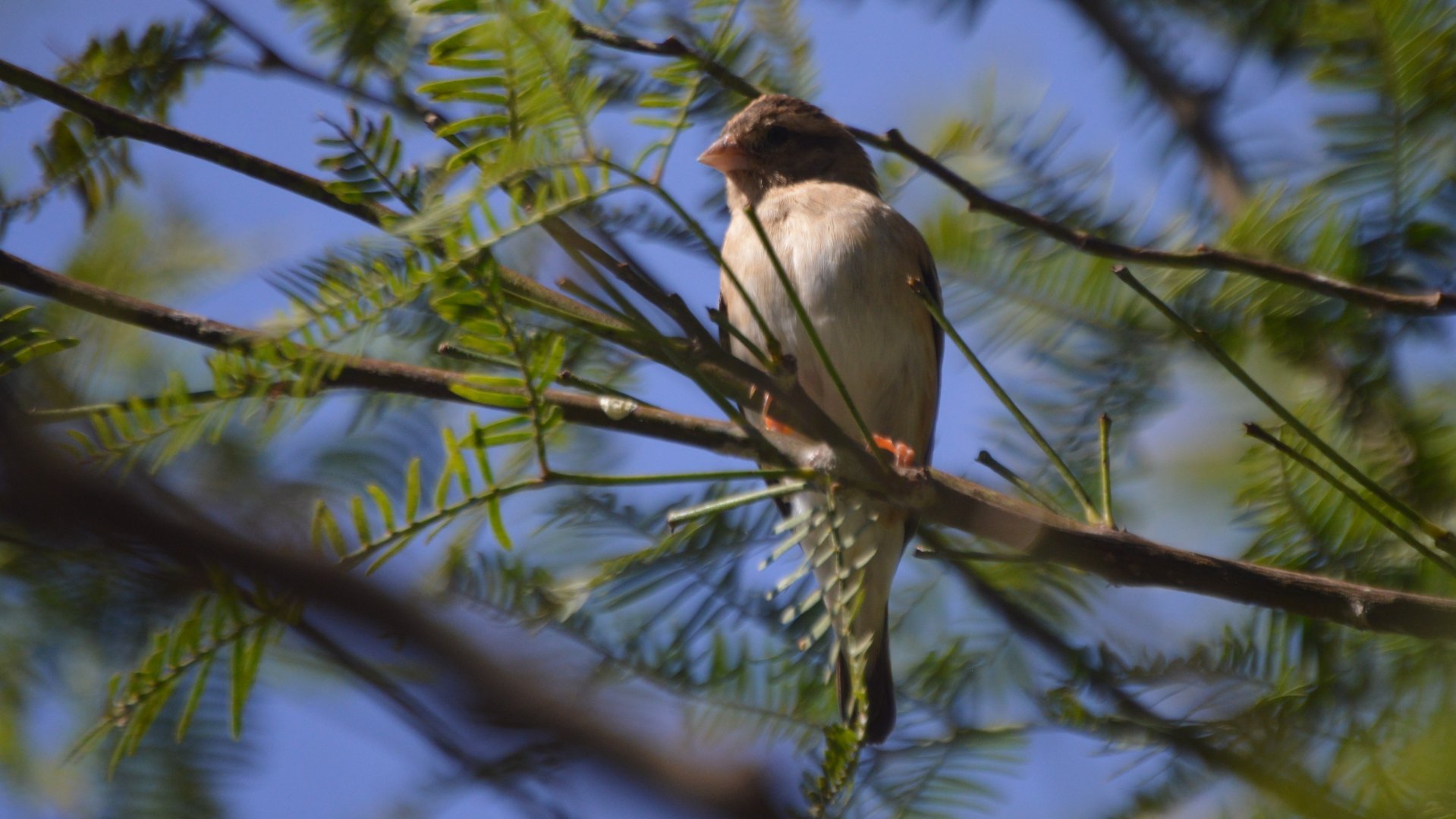 Female Vidua chalybeata