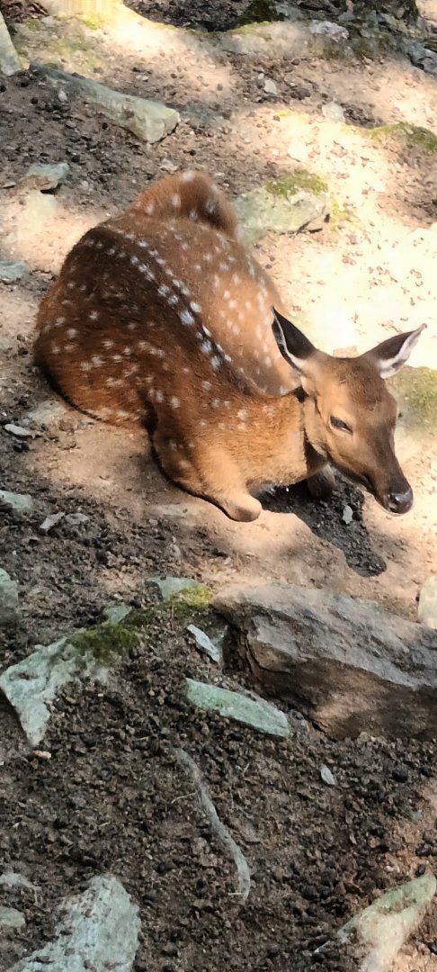female Vietnamese Sika Deer