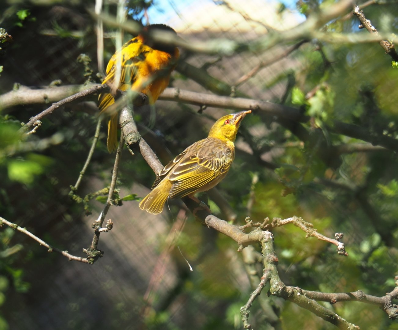 Female village weaver (Ploceus cucullatus), 2019-05-31
