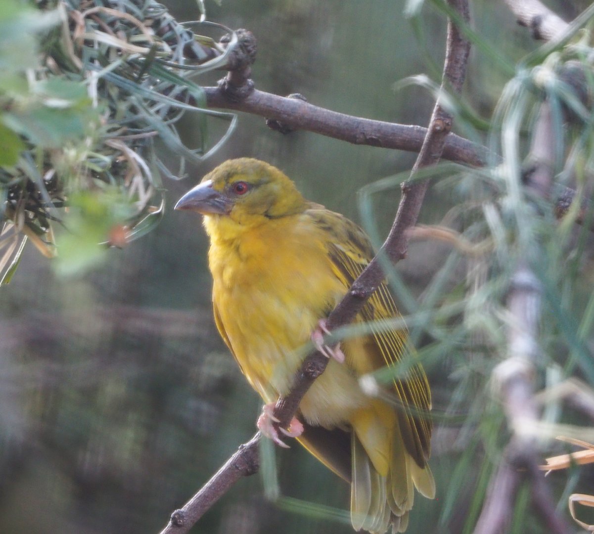 Female Village weaver (Ploceus cucullatus, 2020-08-15