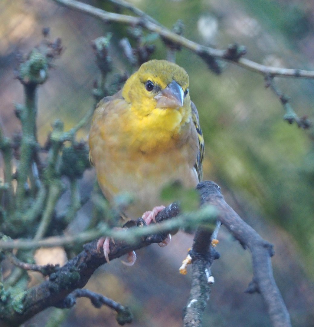 Female Village weaver (Ploceus cucullatus), 2020-10-10