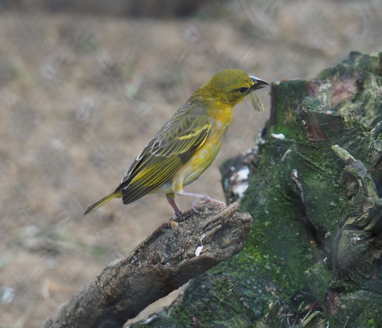 Female Village weaver (Ploceus cucullatus), 2021-07-03