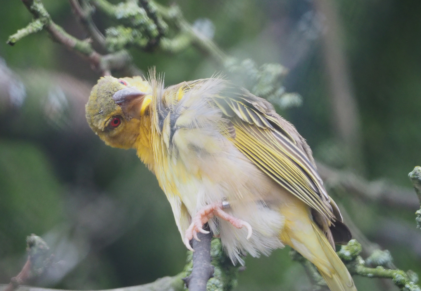Female Village weaver (Ploceus cucullatus), 2021-11-06