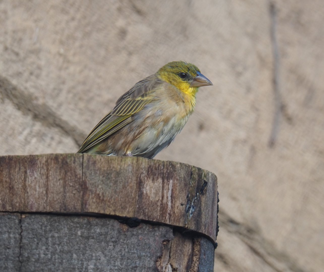 Female Village weaver (Ploceus cucullatus), 2021-11-23