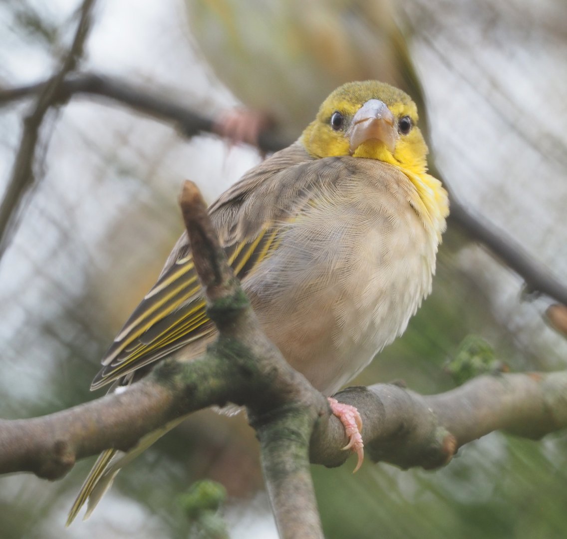 Female Village weaver (Ploceus cucullatus), 2021-12-07