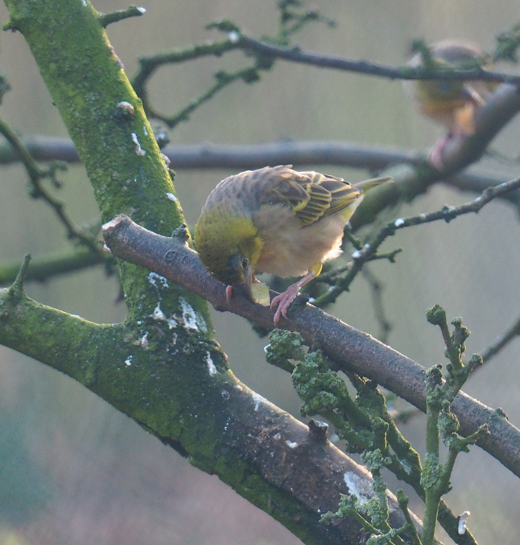 Female village weaver (Ploceus cucullatus), 2022-01-30