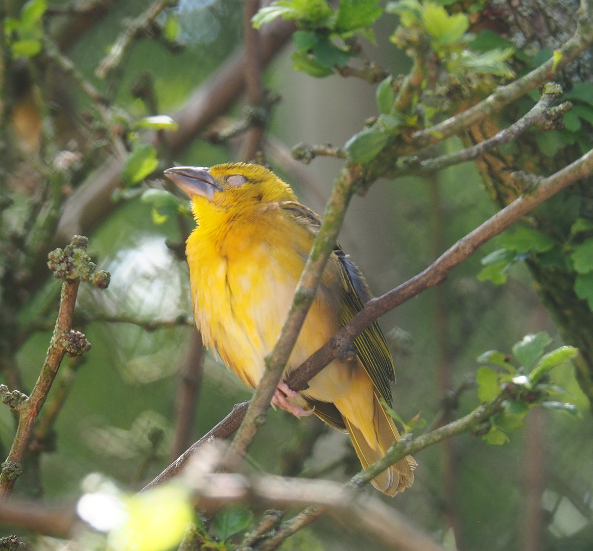 Female Village weaver (Ploceus cucullatus), 2022-05-28