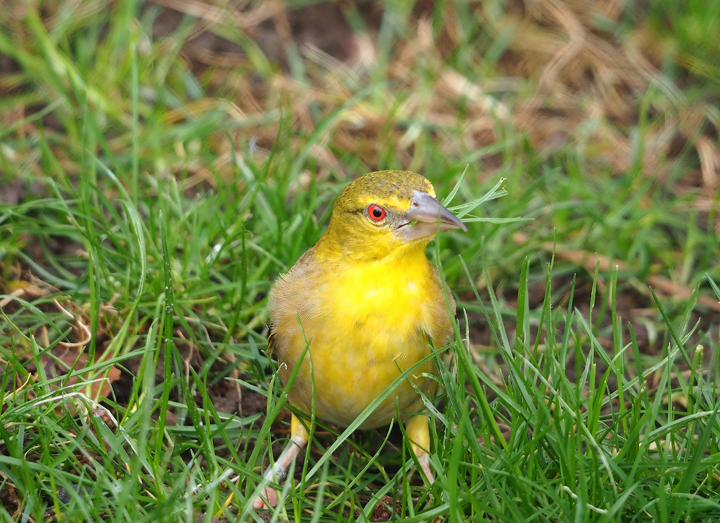 Female Village weaver (Ploceus cucullatus), 2024-02-17