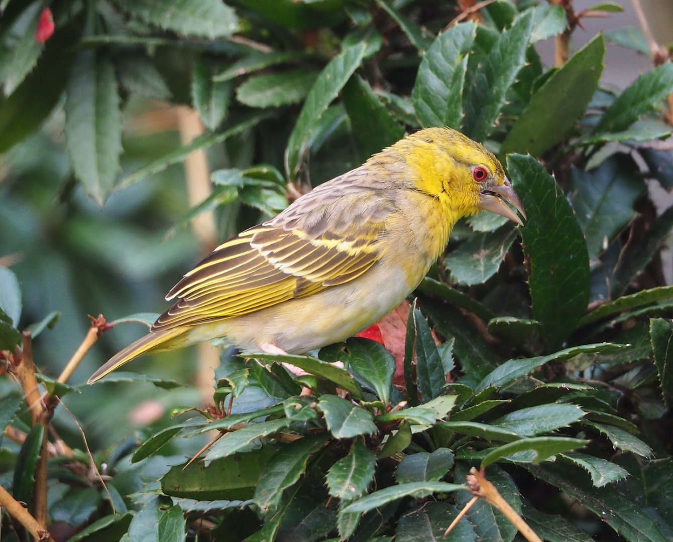 Female Village weaver (Ploceus cucullatus), 2024-02-17