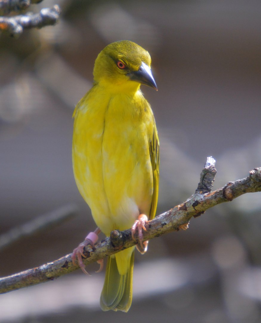 Female Villager Weaver