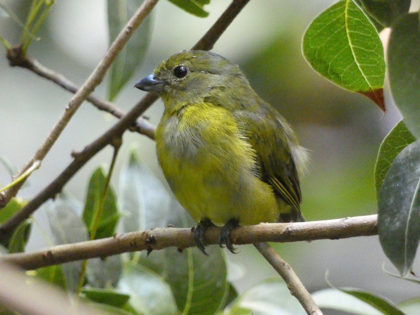 Female violaceous euphonia