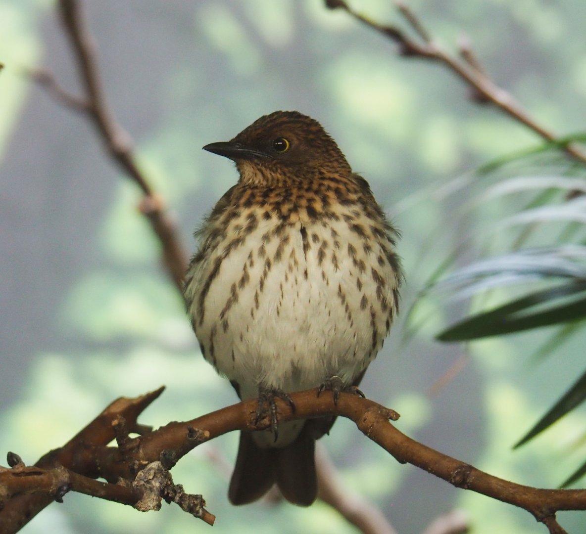 Female Violet-backed starling (Cinnyricinclus leucogaster), 2021-06-12