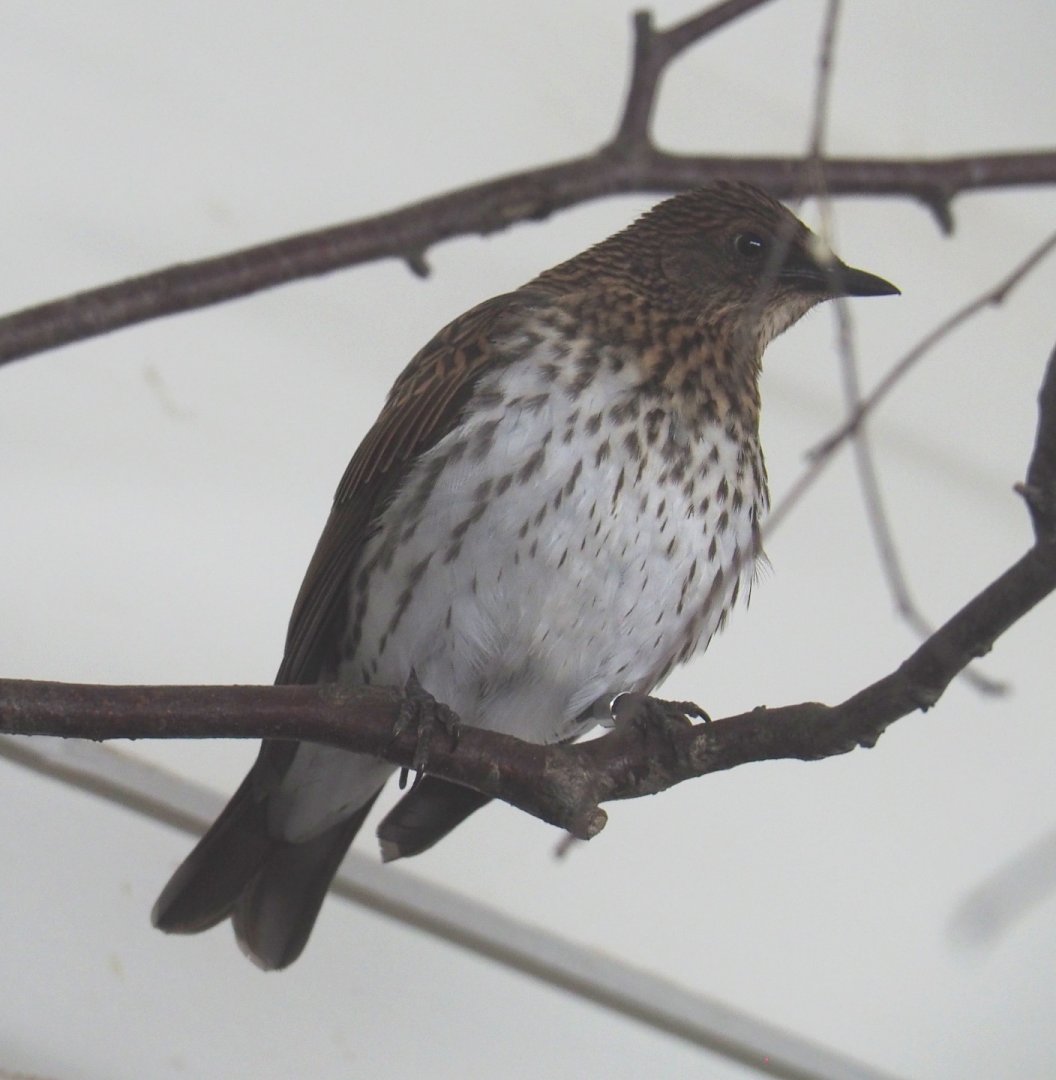 Female Violet-backed starling (Cinnyricinclus leucogaster), 2021-07-17
