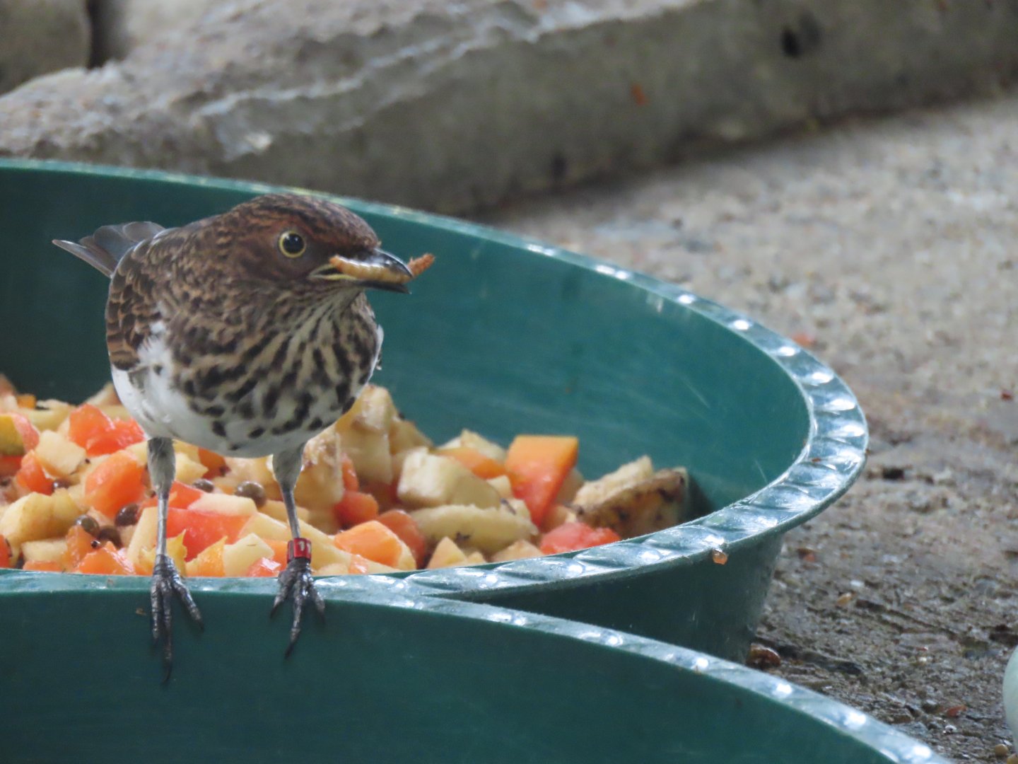 Female violet-backed starling