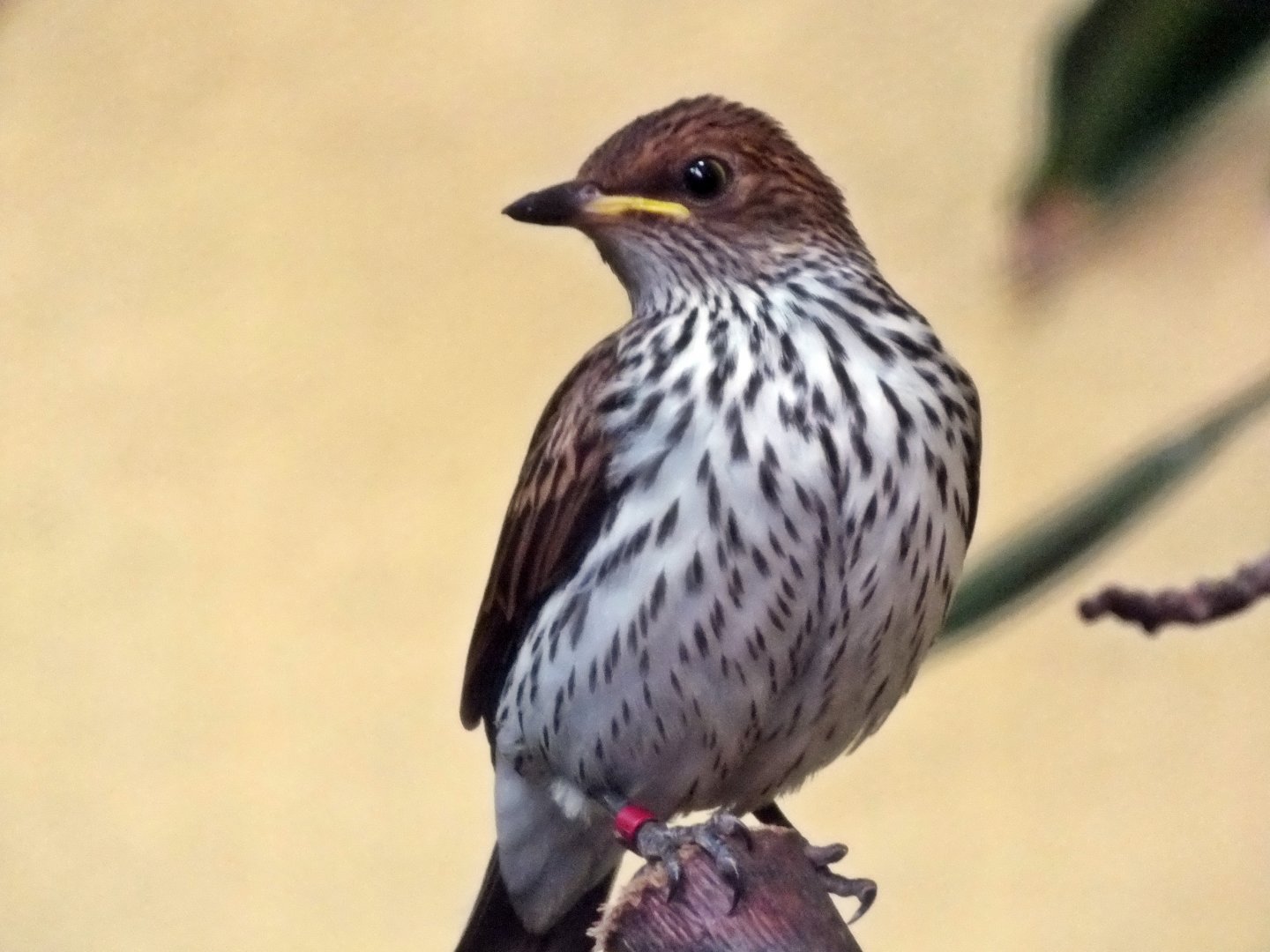 Female violet-backed starling
