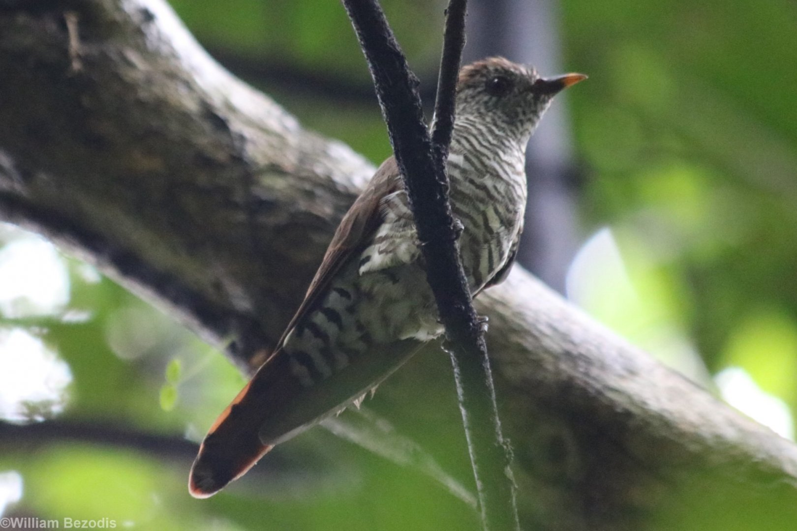 Female Violet Cuckoo - Cat Tien