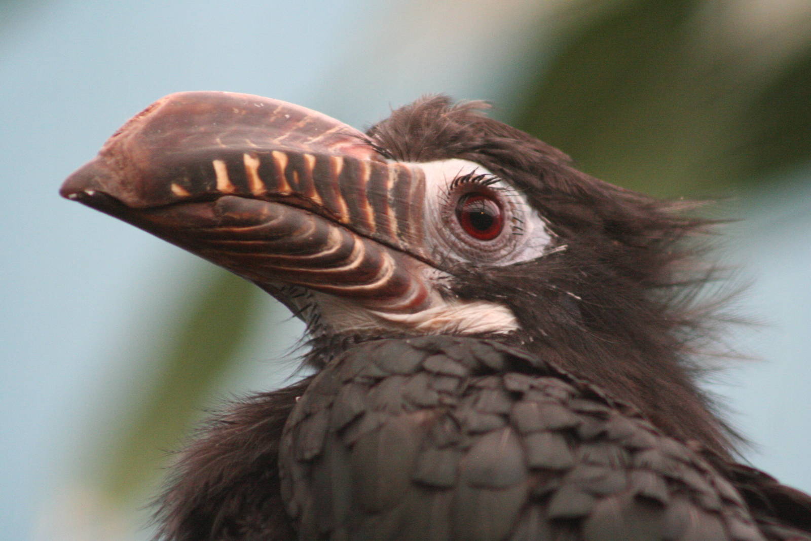 female Visayan Tarictic Hornbill @ Chester; 18.09.2015
