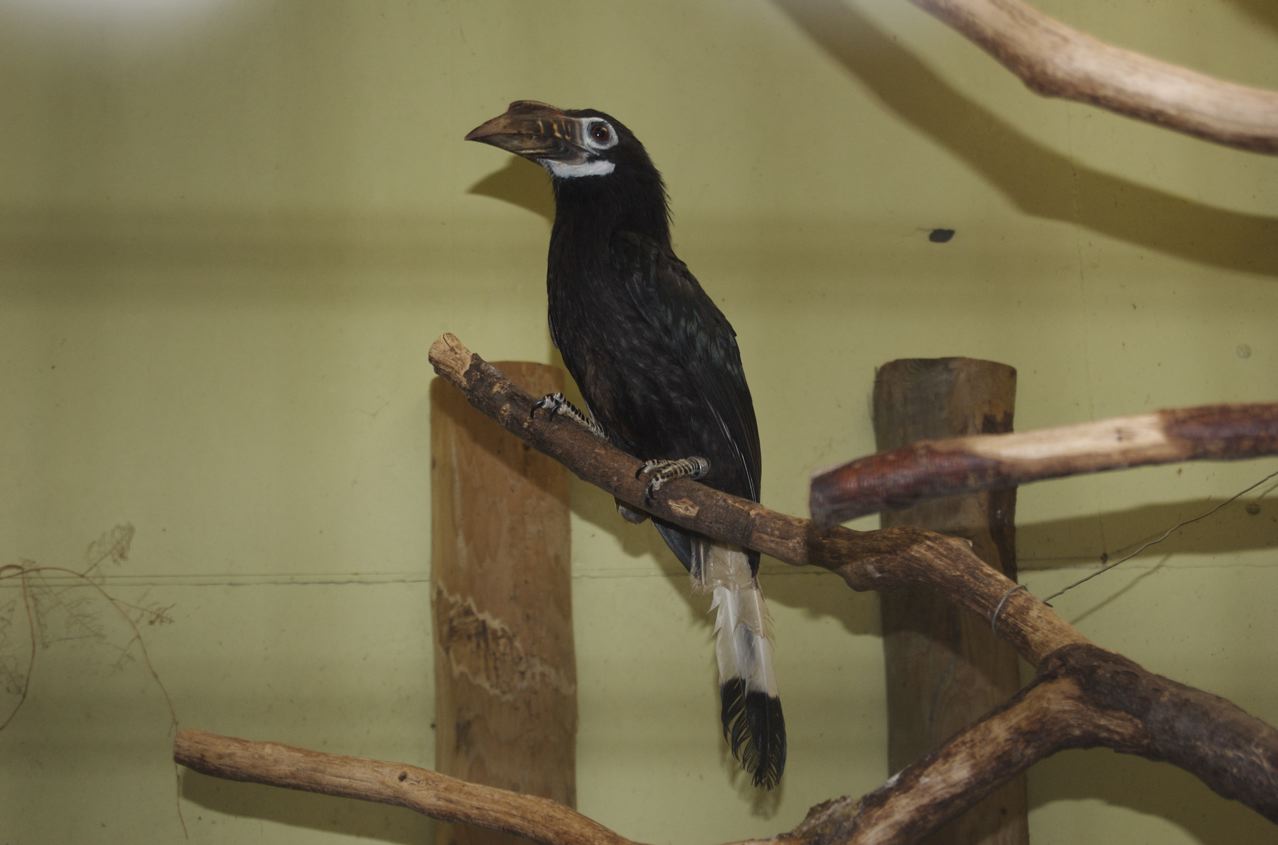 Female Visayan tarictic hornbill