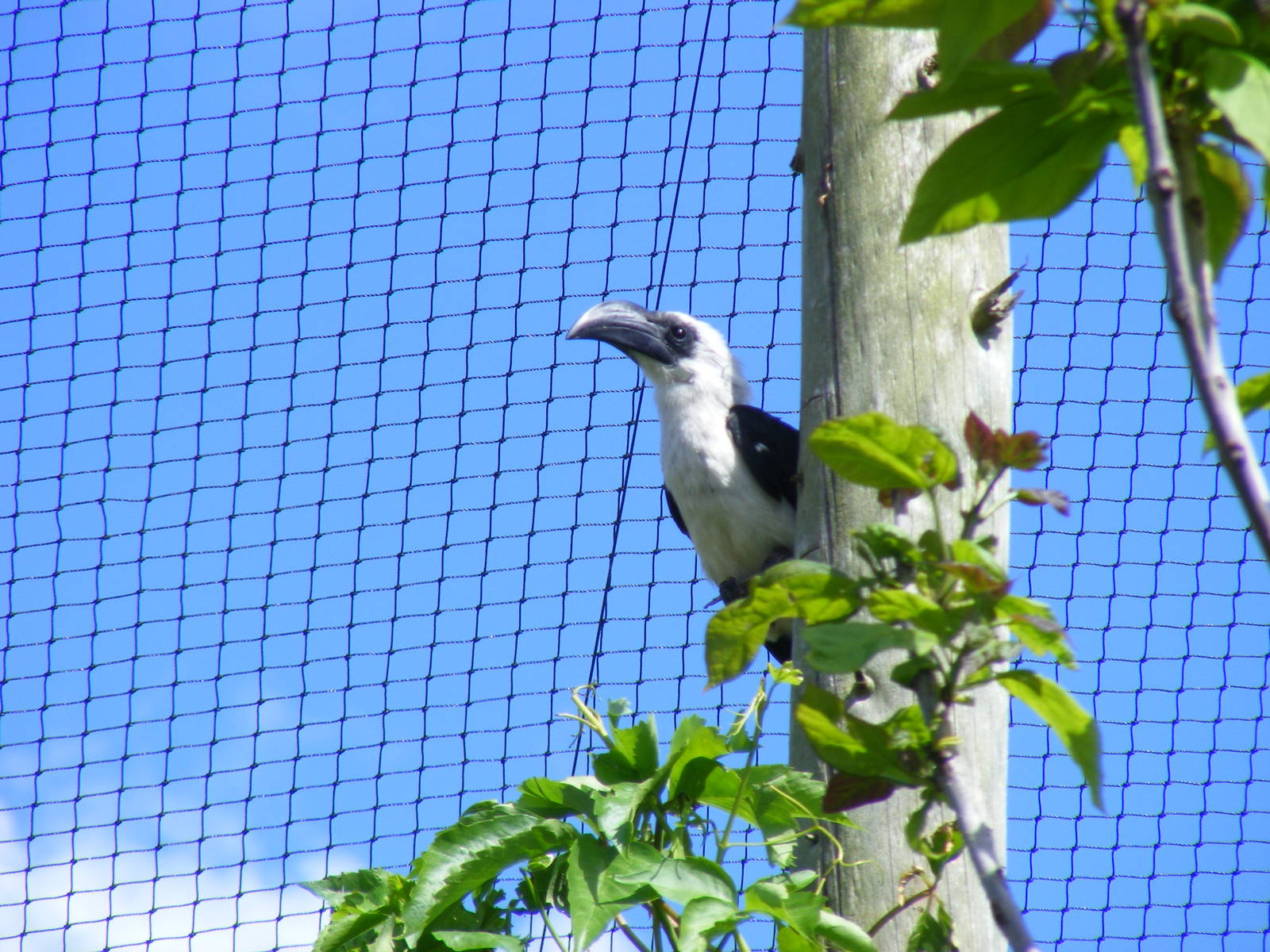 Female Von der Decken's hornbill at Marwell Wildlife, 8 May 2011