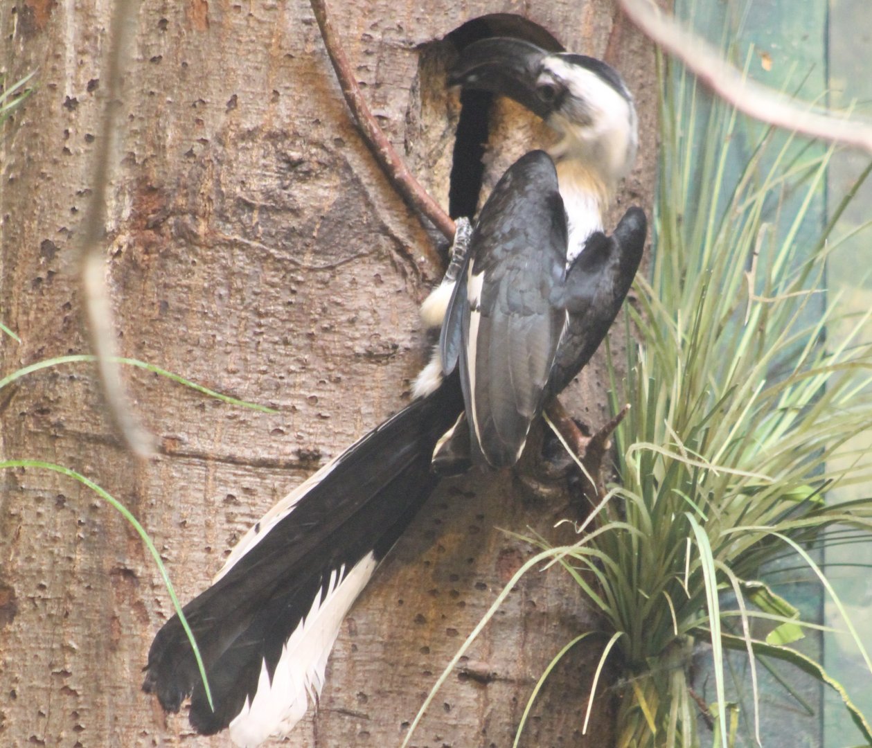 Female Von der Decken's hornbill at the nest