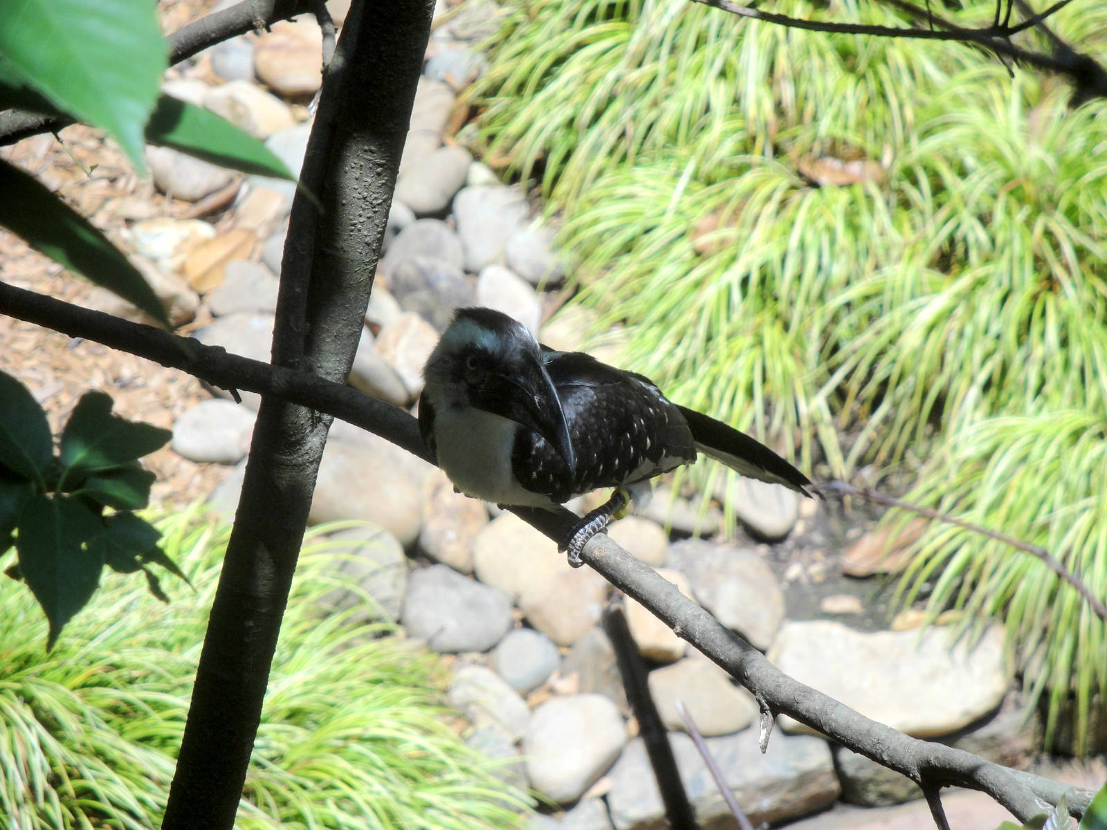 Female Von der Decken's Hornbill