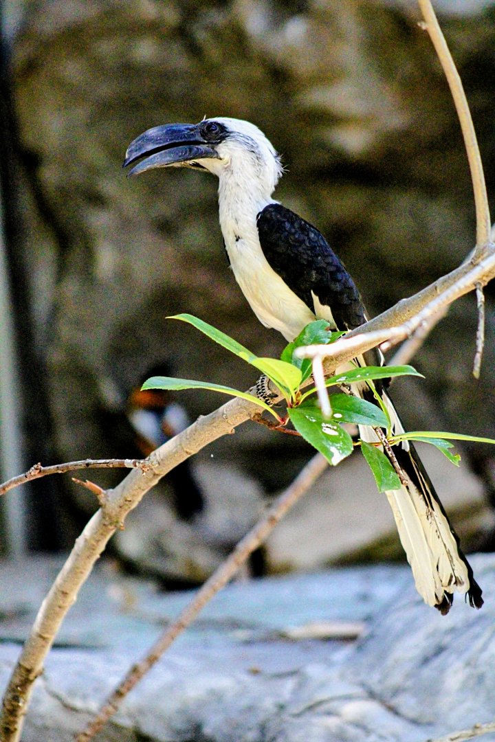 Female Von der Decken's Hornbill