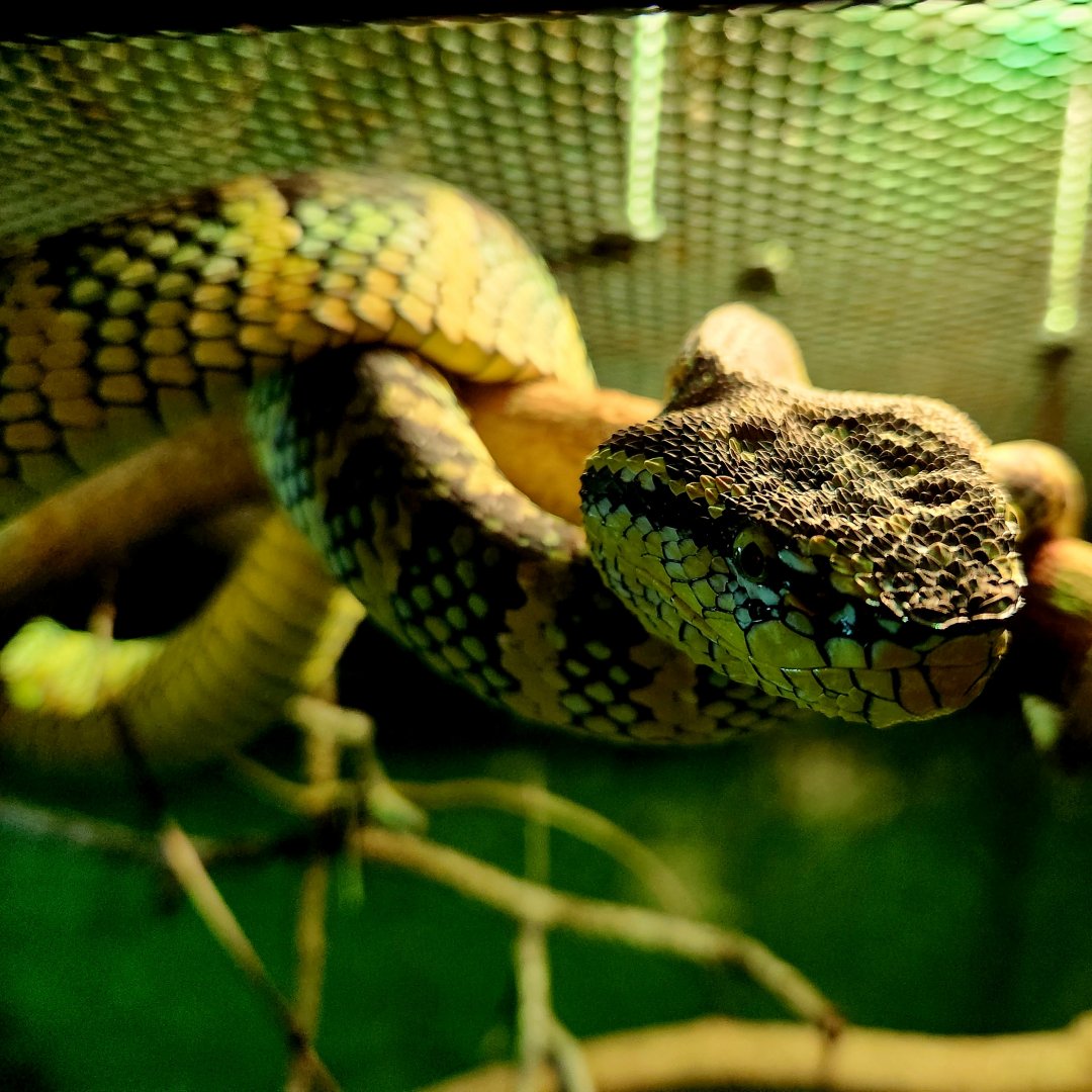 Female Wagler's Pit Viper (Tropidolaemus wagleri)