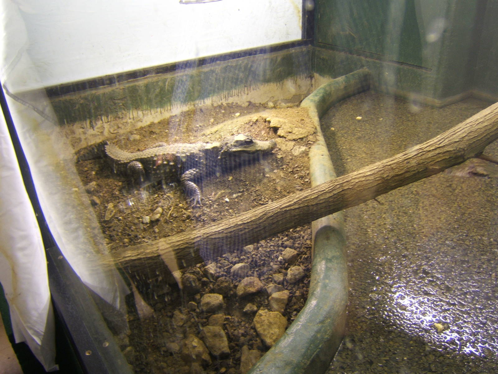 Female West African Dwarf Crocodile on nest