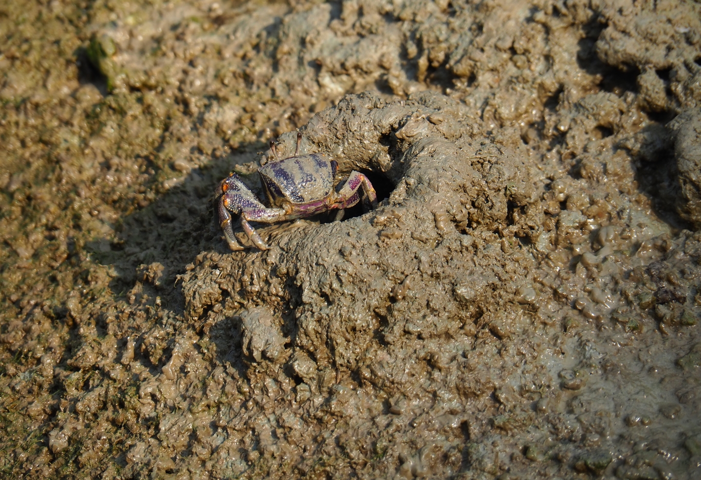 Female West-African fiddler crab (Uca tangeri) by mud burrow (Sep 16th, 2018)