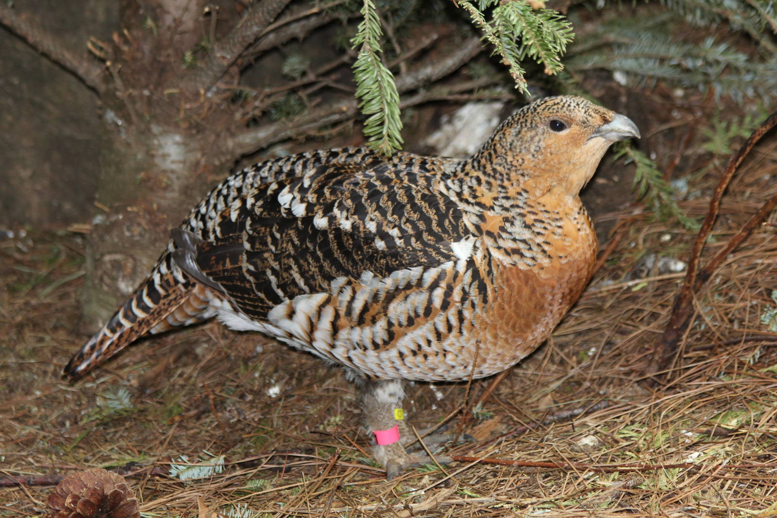 Female Western Capercaillie - Apr 2014