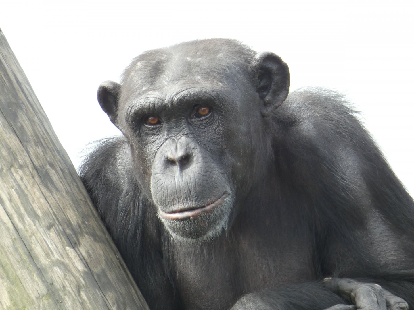 Female Western Chimpanzee