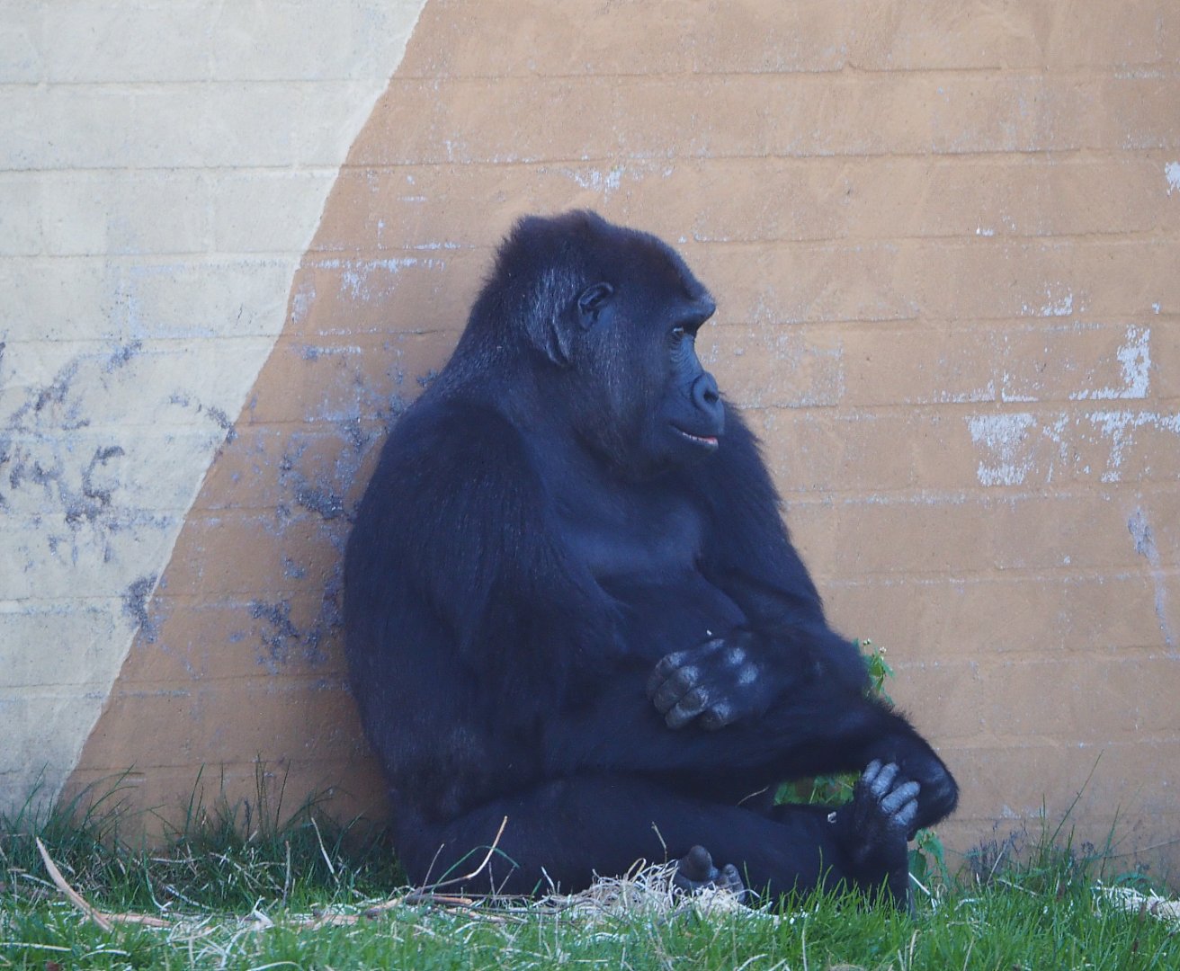 Female Western lowland gorilla (Gorilla gorilla gorilla), 2019-09-15
