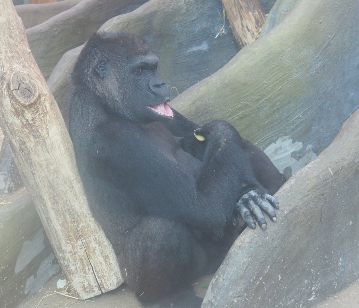 Female western lowland gorilla (Gorilla gorilla gorilla), 2021-06-12