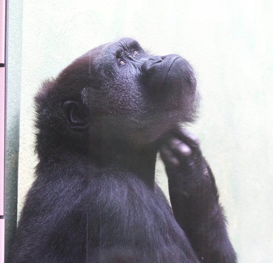 Female Western lowland gorilla (Gorilla gorilla gorilla), 2022-05-26