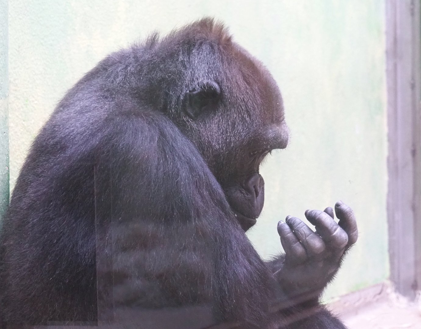 Female Western lowland gorilla (Gorilla gorilla gorilla), 2022-05-26