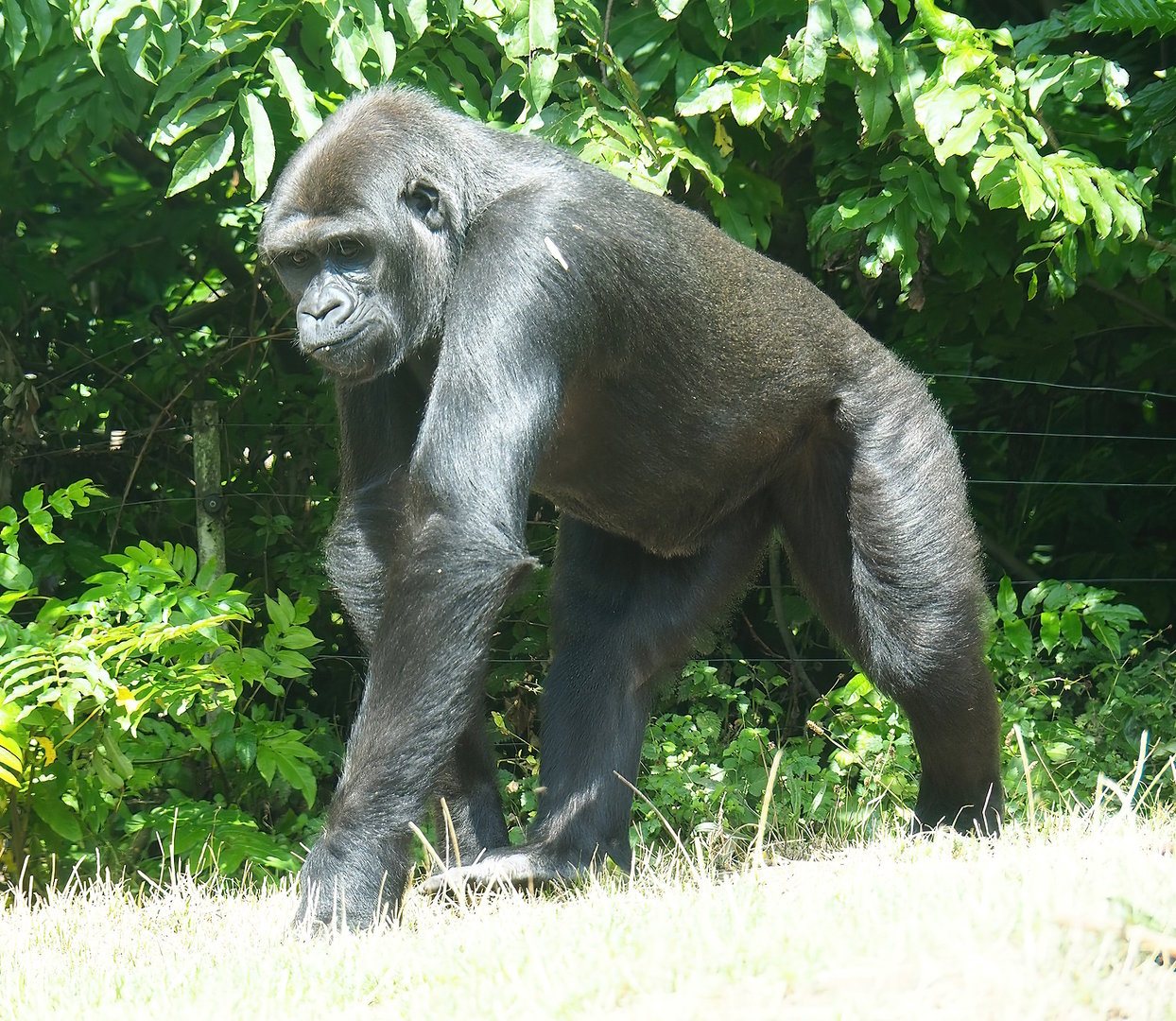 Female Western lowland gorilla (Gorilla gorilla gorilla), 2022-08-20