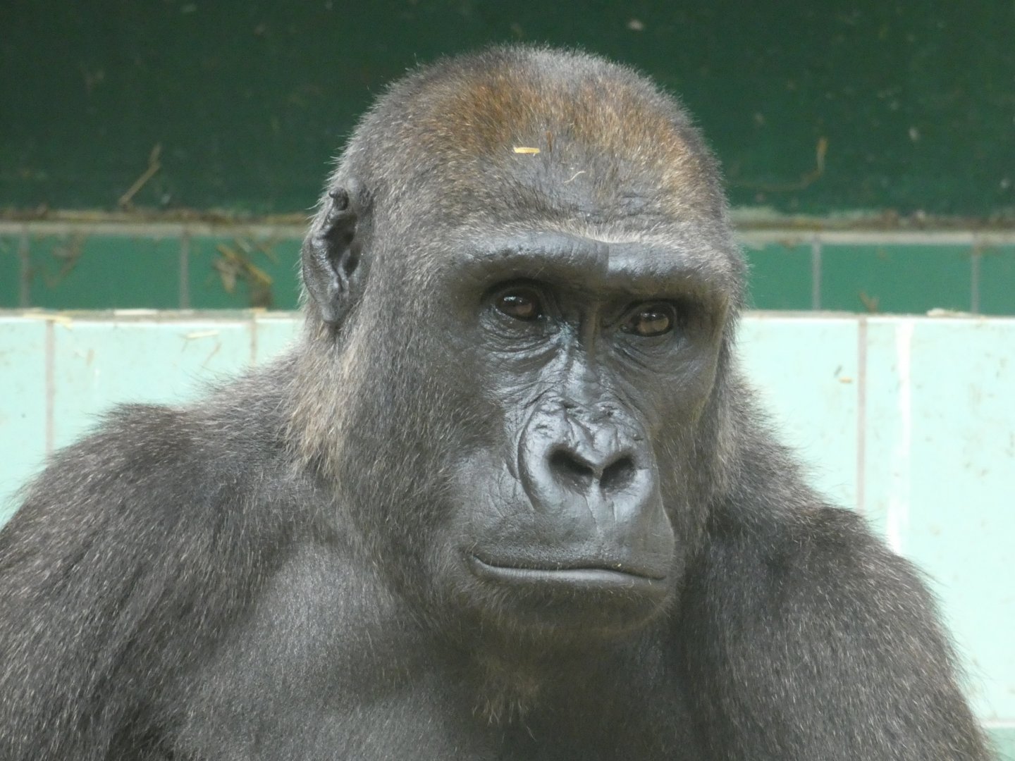 Female Western Lowland Gorilla