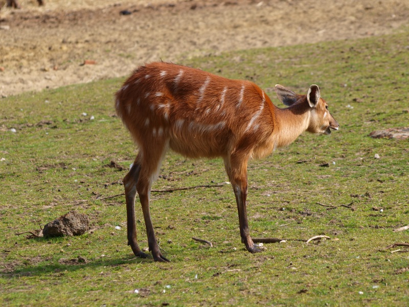Female western sitatunga (April 19th, 2015)