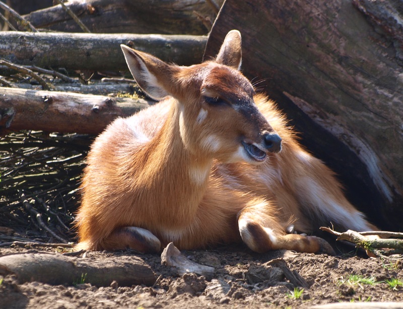 Female western sitatunga (April 19th, 2015)