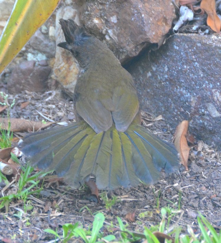 Female whipbird