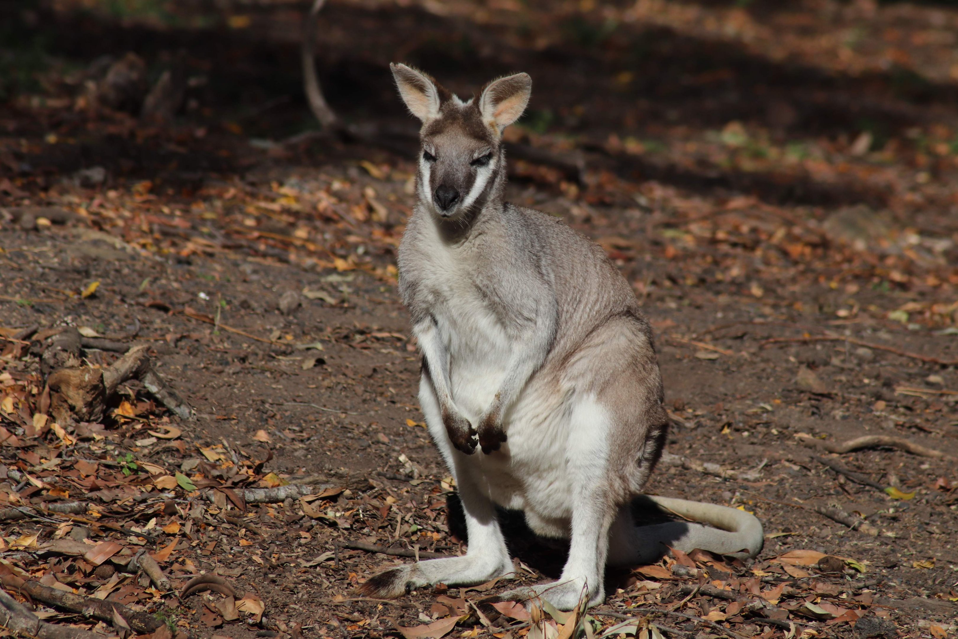 Female Whiptail Wallaby (Macropus parryi)