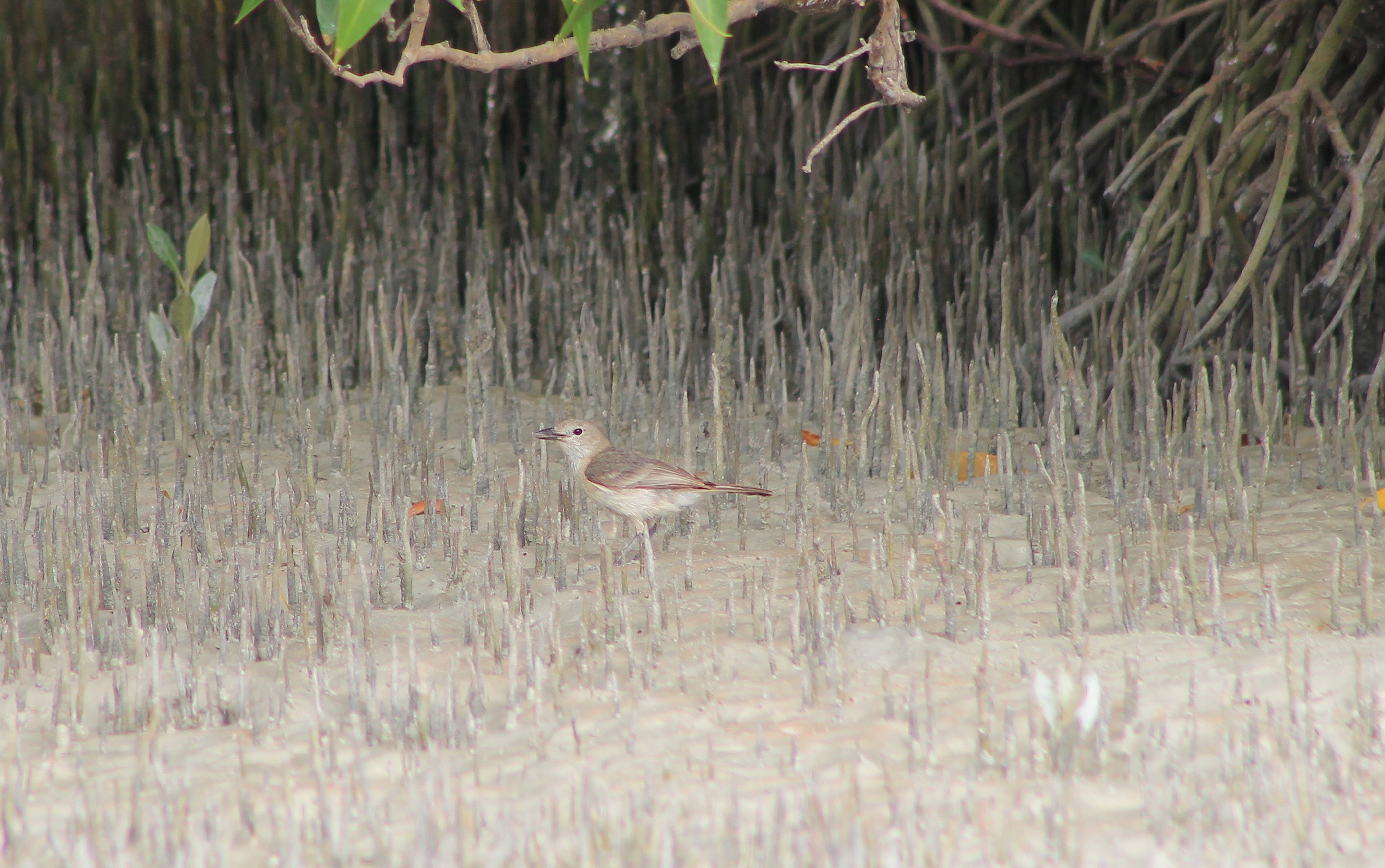 female White-breasted Whistler (Pachycephala lanioides)